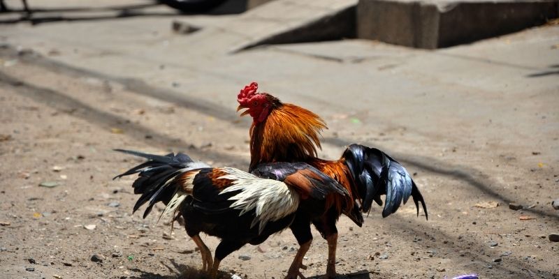 Các loại kèo cược phổ biến tại đá gà SV128